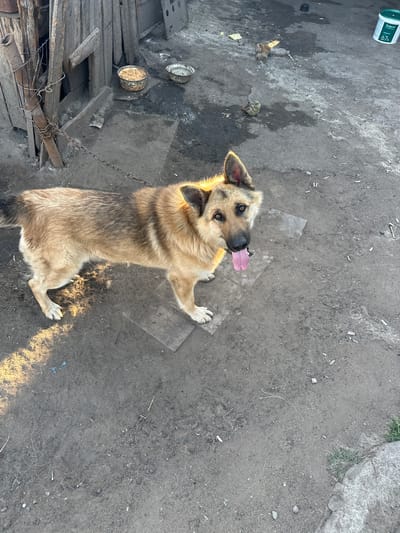 A medium shot captures a light brown and black dog on a dirt ground. The dog is panting with its tongue out and looking up towards the camera. The animal is tethered by a chain to a metal pipe. To the left of the dog, there are some wooden planks and two metal bowls, one with what appears to be food. In the background, to the left, a white plastic container with "Solpro 67%" printed on it is visible. The ground is uneven and dusty, with scattered debris. The lighting suggests it is either early morning or late afternoon, with sunlight casting shadows on the ground. The overall scene appears to be an outdoor, rustic setting, possibly a yard or enclosure. The dog's expression is one of anticipation or perhaps mild curiosity. There are no people in the frame.