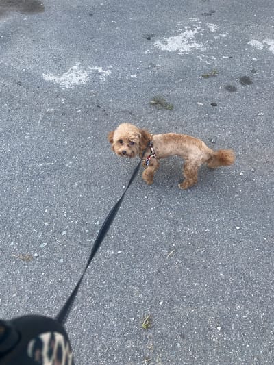 A light brown, poodle-mix dog on a black leash stands on asphalt. The dog is wearing a patterned harness. The dog's tail is curled upwards. The asphalt is gray and textured, with some small pebbles and debris scattered across it. In the background, there are some faint white markings on the asphalt, possibly paint or chalk. The scene appears to be outdoors, in an urban or suburban environment. The specific location in Mais'ke, Ukraine is not identifiable from the image.