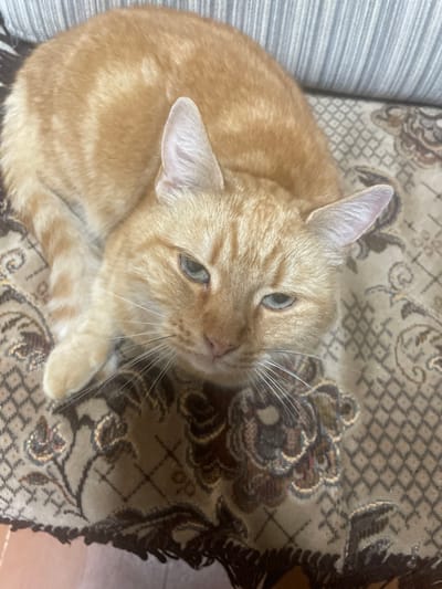 An orange tabby cat with light blue eyes is lying on a patterned couch. The cat is looking up at the camera with a slightly squinted expression. The couch has a floral and geometric pattern in shades of brown, cream, and red. The background is out of focus but appears to be a striped pillow. The cat is the primary subject and is positioned in the center of the frame. There is no indication of the location being Sazhenka, Russia.
