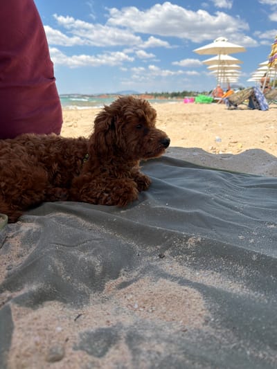 A brown poodle is lying on a grey blanket on a sandy beach. The dog is facing to the right, with its head slightly raised. Behind the dog, the beach is visible, with several white beach umbrellas and people in the distance. The sky is blue with white clouds. The location is the beach of Πόρτες, Greece.