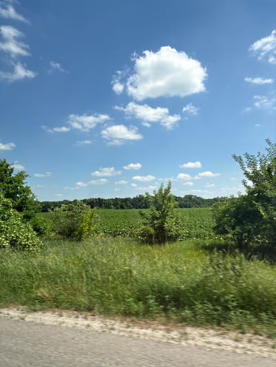 The image depicts a rural landscape on a sunny day. The sky is a clear blue with scattered white clouds. In the foreground, a blurred grassy verge runs alongside a paved road. Beyond the verge, there is a dense field of green crops, likely agricultural, stretching towards a distant line of trees that forms the horizon. Several trees and bushes are visible in the mid-ground and to the sides of the frame. The overall impression is one of a serene, natural setting in the countryside, typical of agricultural regions like Novyi Bairak, Ukraine. There are no people or animals visible in the image.