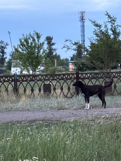 This image shows a black dog with white paws standing on a paved path next to a decorative metal fence. The dog is facing to the left and appears to be looking down. Behind the fence, there is a grassy area with scattered white wildflowers. In the background, trees and a telecommunications tower are visible against a clear blue sky. The image is taken outdoors, suggesting a daytime scene, likely late afternoon or early evening given the lighting. The setting appears to be a rural or suburban area in Kazakhstan. There is no visible text in the image.