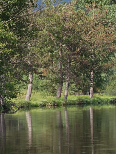 The image shows a body of water reflecting trees and vegetation on its bank. The reflection suggests a calm and still surface. The vegetation consists of various trees and grasses, with some trees showing their trunks prominently. The location is likely Nikolaevo, Bulgaria.