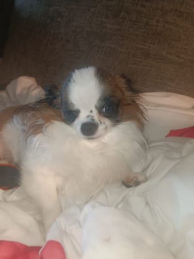 A medium shot, eye-level, indoor photograph shows a long-haired Chihuahua lying on a white blanket. The dog is white and tan with brown markings on its head and ears. Its eyes are dark and its nose is black. The dog's fur is fluffy and appears soft. The background is a blurred brown sofa. The image does not provide any information about the location in the city of Calberlah, Germany.