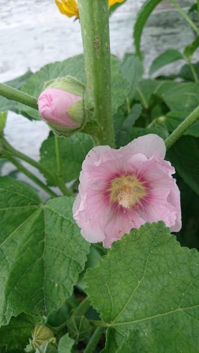 This is a close-up, eye-level photograph of a pink hollyhock flower and its bud. The flower is in full bloom and faces the viewer, revealing its delicate, ruffled petals in shades of light pink with deeper pink veins radiating from the center. The center of the flower contains a cluster of stamens with light yellow pollen. To the left of the open flower is a tightly closed pink bud, covered in fuzzy green sepals. The flower and bud are attached to a thick, green stem that runs vertically through the center of the frame. Surrounding the bloom are large, green leaves with serrated edges and prominent veins. In the background, out of focus, is a white, textured surface, possibly a wooden fence or wall, and a hint of yellow from another flower. The image appears to be taken outdoors, likely in a garden setting. There are no people or animals visible in the photograph. The location provided, Dvirets, Ukraine, is an administrative detail and does not directly manifest in the visual content of the image itself.