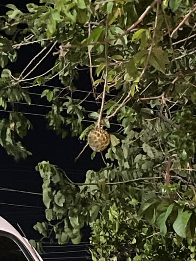 A hanging fruit, possibly a soursop or custard apple, is visible on a tree branch in Conuco Viejo, Venezuela. The fruit has a bumpy, green rind and appears to be suspended from the branch by a short stem. The surrounding foliage is dense and green, with some branches extending horizontally across the background. Power lines are also visible in the background, strung between poles. The lighting suggests it is nighttime, with artificial light casting shadows on the leaves and fruit. A portion of a white vehicle is visible in the lower left corner of the image.