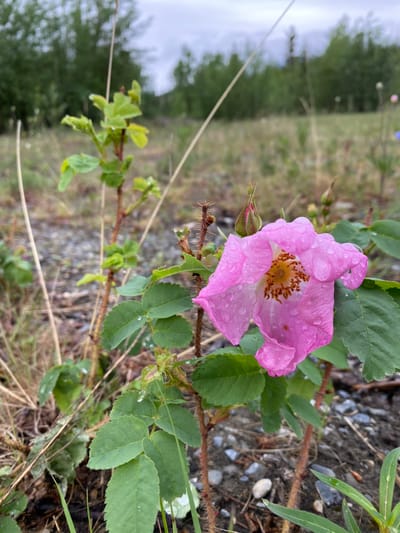 The image shows a close-up of a pink wild rose in bloom, speckled with water droplets. The rose has five petals and a prominent center with yellow stamens. The plant has thorny stems and green, serrated leaves. In the background, there is a blurry landscape with trees and a cloudy sky. The ground is covered with gravel, dry grass, and some small green plants. The scene appears to be outdoors in a natural setting, possibly on the outskirts of Haines Junction, Canada, given the vegetation and terrain. There are no people or animals visible in the image.
