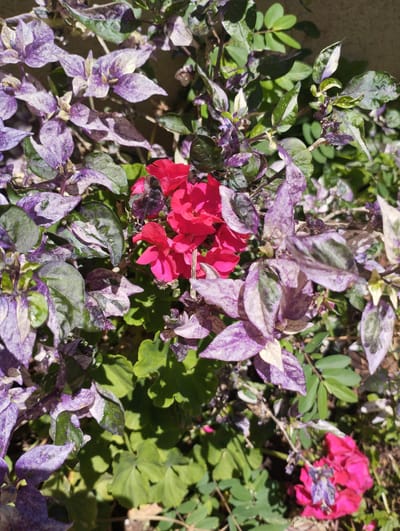 This is a close-up, outdoor, eye-level shot of a garden in Pardes Hana-Karkur, Israel. The scene is dominated by a dense planting of variegated plants with leaves that are a mix of green and shades of purple, with some leaves appearing almost entirely purple or pale lavender. Interspersed among these leaves are bright red-pink flowers. The foliage is textured and varied, with some leaves showing a marbled or speckled pattern. The lighting suggests it is daytime, with bright sunlight casting shadows and highlighting the vibrant colors. The background is slightly out of focus but appears to be a textured wall or ground, possibly concrete, and more greenery. There are no people or animals visible. The image captures a section of a garden with ornamental plants.