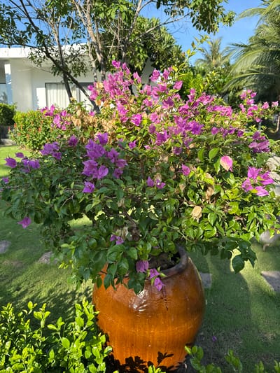 A potted bougainvillea plant with bright pink bracts is situated on a green lawn in front of a white building. The plant is in a large, glossy, orange-brown ceramic pot. The background features a clear blue sky, palm trees, and other lush green foliage. The scene appears to be a sunny outdoor area, possibly a garden or courtyard, within the city of Cam Lâm, Vietnam.