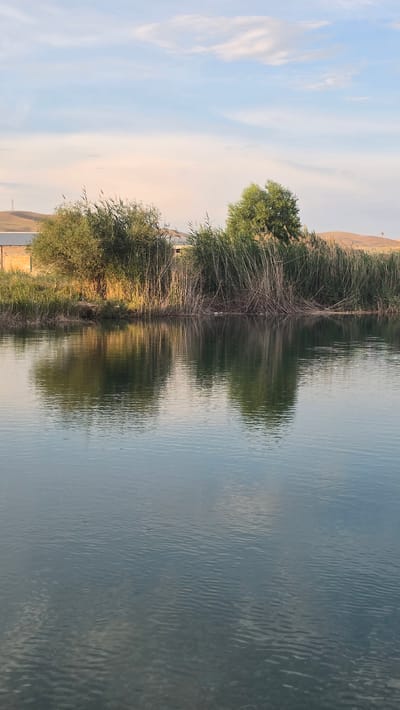 A vertical, eye-level shot captures a tranquil lake scene, with the lower half of the frame dominated by the water's surface, rippling gently. The water reflects the sky and the vegetation lining the opposite bank. In the upper half of the image, a natural landscape unfolds. A dense thicket of reeds and bushes grows along the water's edge, interspersed with two trees. Beyond the vegetation, a distant, undulating hill is visible, topped by a thin, metallic pylon. The sky above is a soft blue, adorned with wispy white clouds. The setting appears to be in a natural or rural environment, possibly near a settlement given the presence of the pylon and the hint of structures behind the trees. The overall impression is one of peaceful natural beauty. The exact location within the city of Ақбұлақ, Kazakhstan is not specified by visual cues in the image itself.