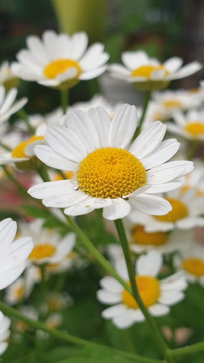 A close-up shot focuses on a cluster of white daisy-like flowers with yellow centers. The foreground features a single, sharply focused daisy, its white petals delicately tinged with a slight pink hue near the edges, and small water droplets visible on some petals. The center of this daisy is a vibrant, textured yellow. Behind it, other similar flowers are visible, some in focus and others blurred, creating a soft, bokeh effect. The background is a mix of green foliage and hints of pink, suggesting a garden setting. The lighting is natural and soft. The image was captured in Vrchotovy Janovice, Czechia.