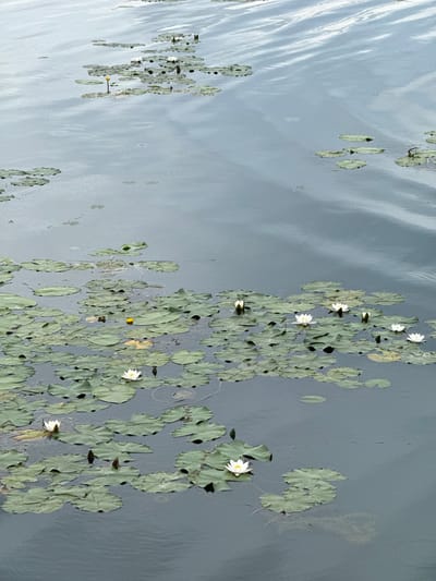 The image depicts a serene body of water, likely a pond or a slow-moving river, dotted with numerous lily pads. Several white water lilies are in bloom, scattered amongst the green pads. One prominent yellow water lily bud stands out near the top left of the frame. The water's surface is slightly rippled, reflecting the overcast sky, creating a muted, cool-toned palette. The scene evokes a sense of tranquility and natural beauty, typical of a quiet outdoor setting. There are no people visible in the image.