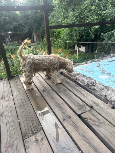 A light brown dog with curly fur stands on a wooden deck, looking towards a crumbling blue tiled surface. The dog is positioned in the lower-middle of the frame, its body facing left, with its head turned to the right. Its tail is curled upwards. The wooden deck, made of weathered planks, occupies the right side of the image and extends towards the bottom. The blue tiled surface appears to be part of a dilapidated structure, possibly a pool or a patio, with debris around its edges.
Behind the dog and to the left, there is lush green foliage and trees, suggesting an outdoor setting. In the background, partially visible through the trees, are some structures, including what looks like a shed or a small building. A dark metal railing runs along the left edge of the image, partially obscuring the view of the background. The lighting suggests it is daytime, with sunlight casting shadows and highlighting the textures of the wood. The overall scene appears to be in a rural or backyard setting, possibly in Novopavlovka, Kyrgyzstan, given the location context. There is no visible text in the image. The dog appears alert and curious.