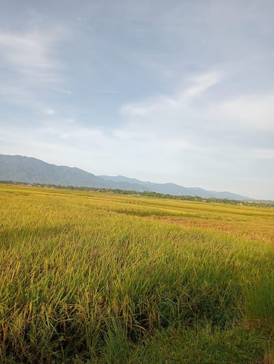 The image depicts a vast rice field in Meunasahlancok, Indonesia, under a partly cloudy sky. The rice plants are predominantly green and yellow, indicating varying stages of maturity. In the background, a mountain range stretches across the horizon. Scattered houses and structures are visible at the base of the mountains, suggesting a rural settlement. The foreground shows dense rice vegetation, with some areas appearing slightly brown. The overall scene portrays a typical agricultural landscape in a rural Indonesian setting.