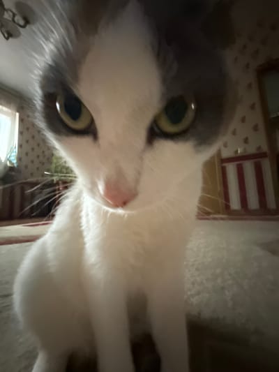 The media file shows a close-up, low-angle shot of a cat's face. The cat has white fur with grey markings around its ears and on its head. Its eyes are large and green with black pupils. The cat's nose is pink. The background is blurred and appears to be an indoor setting with patterned wallpaper and some furniture, possibly a cat tree. The lighting suggests it could be daytime or artificial light. The cat's expression is curious, with its head tilted and its gaze directed at the camera. There is no visible text in the image. The cat's body is also partially visible, showing it is lying down or in a relaxed posture. The overall impression is a playful and intimate portrait of a pet.