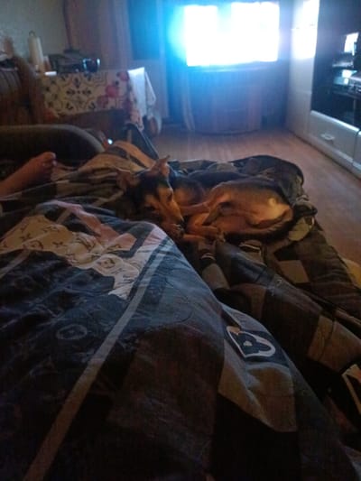 The image depicts a dimly lit indoor scene, likely a living room or bedroom. In the foreground, a dog is curled up on a blanket. The dog is a medium-sized breed with brown and black markings. It appears to be sleeping or resting. The blanket it is on has a patterned design. To the left of the dog, a human foot is visible, suggesting a person is also present and likely sharing the blanket.
In the background, a television is on, casting a bright light onto the wall and surrounding objects. The television is positioned on a stand or furniture. Further in the background, there's a glimpse of a window covered by curtains, and a table with a patterned tablecloth. The overall impression is a relaxed, domestic setting. The image does not provide any specific visual cues to indicate it is located in Voskresenskiy, Russia.