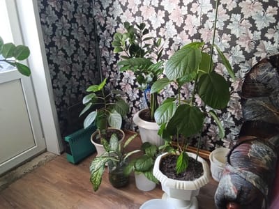 The image depicts an indoor scene, likely a room in a residential building, located in Drahichyn, Belarus. The room has a floor made of wooden planks and walls covered with floral-patterned wallpaper in shades of gray, pink, and black.
Several potted plants are arranged on the floor. The plants vary in size and type, with some having large green leaves and others smaller, variegated leaves. One plant appears to be growing in a clear plastic bottle filled with water.
To the left of the frame, a white door or window frame is visible. A green radiator or vent unit is placed on the floor near the door. In the background, a portion of a patterned sofa or armchair is visible on the right side of the image. The lighting suggests it is daytime, with natural light entering from the left. There are no people visible in the image, and no specific actions or interactions are occurring.