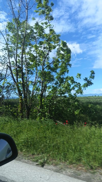 The image depicts a roadside scene, likely taken from a moving vehicle. In the foreground is a section of asphalt road and the side mirror of the vehicle. The middle ground is dominated by a grassy verge and trees with green leaves. Some red flowers are interspersed among the vegetation. In the background, a field stretches toward a distant horizon with a blue sky and scattered white clouds above. The location is plausibly Plodovitovo, Bulgaria. No people or other discernible subjects are present in the image. The action is the movement of the vehicle from which the photo was taken.