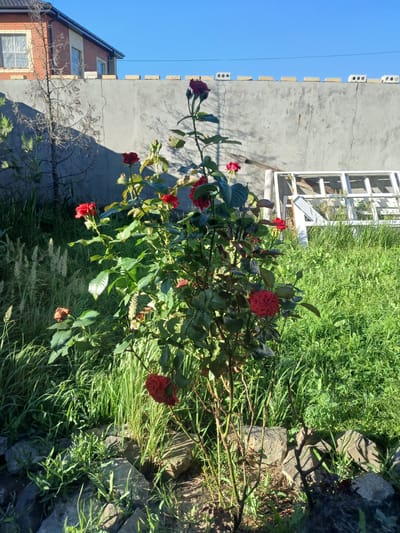 In the city of Olginskaya, Russia, a close-up, low-angle, outdoor photograph captures a rose bush with several red blooms in the foreground. The bush is situated amidst tall green grass and rocks. Behind the rose bush, a gray concrete wall forms a backdrop, with a light-colored brick coping along the top. A portion of a two-story brick house with a dark roof is visible in the upper left corner, and a dry, skeletal tree stands to the left of the wall. To the right of the wall, a white window frame lies on the ground. The sky is a clear, bright blue. The scene is illuminated by natural sunlight, casting shadows from the rose bush and the dry tree onto the wall and ground.