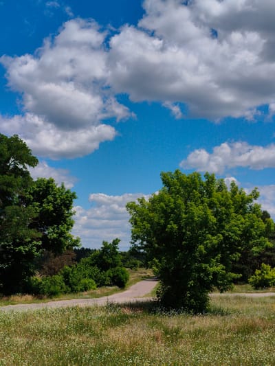 The image depicts a rural landscape under a partly cloudy blue sky. A dirt road meanders through a grassy field dotted with small white wildflowers. Lush green trees line the sides of the road, with a particularly large, full tree in the foreground on the right. In the background, more trees and vegetation form a dense, natural barrier. The overall scene suggests a serene, undeveloped area, consistent with the rural outskirts of Matiashivka, Ukraine. There are no people or visible animals in the frame.