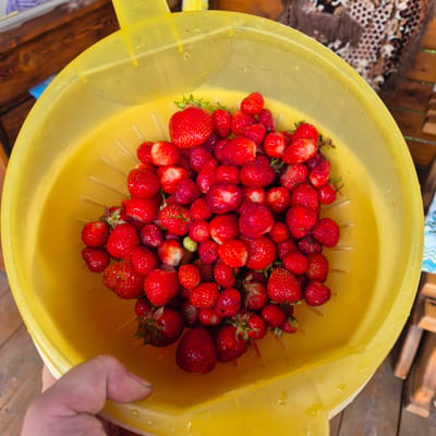 A close-up, overhead shot shows a bright yellow colander filled with a large quantity of ripe red strawberries. The strawberries are of various sizes, with some larger ones at the top and smaller ones mixed throughout. The colander is partially filled with water, which is visible as droplets on the strawberries and the colander's surface. A hand, with visible dirt under the fingernails, is holding the colander from the lower left corner. The background suggests an outdoor setting, with wooden planks of a deck or table visible beneath the colander, and a hint of patterned fabric in the upper right corner. The location is described as Новостройка, Russia.