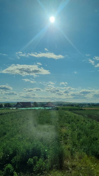 The image captures a bright, sunny day in Milișăuți, Romania, with the sun prominently shining in a clear blue sky. Wispy white clouds are scattered across the sky. In the middle ground, there are two houses with red roofs, surrounded by lush green fields. The foreground is dominated by dense green vegetation, with some areas appearing tilled or planted. The overall scene depicts a rural landscape on a clear, sunny day.