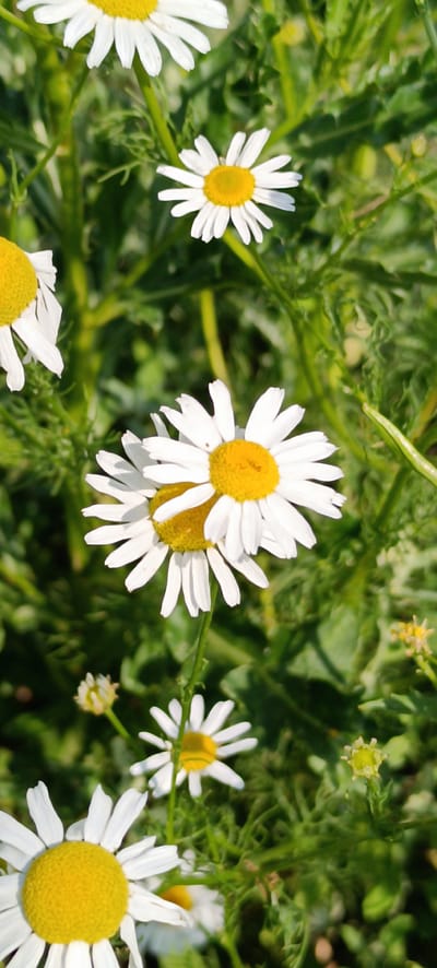 This is a vertical, close-up, eye-level shot of several white daisies with yellow centers, blooming in green foliage under natural lighting. The daisies appear to be in a field or garden setting, with some flowers in sharp focus and others softly blurred in the background. The overall impression is one of natural beauty and a close-up view of plant life. The image does not contain any people or specific city landmarks, so its location in Winnenden, Germany cannot be determined from the visual information alone.