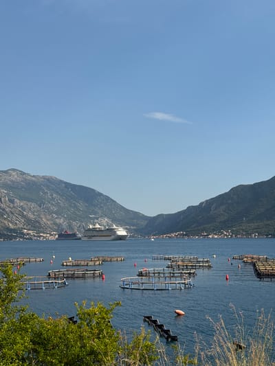 The image depicts a serene scene in the city of Dražin Vrt, Montenegro, featuring a body of water dotted with fish farms. Two large cruise ships are anchored in the distance, set against a backdrop of lush green mountains. The sky is a clear, vibrant blue with a single wispy cloud. In the foreground, a dense green bush and dry grass provide a natural frame to the picturesque landscape. The fish farms, with their characteristic circular and rectangular structures, are a prominent feature of the scene, indicating an active aquaculture operation. The overall atmosphere is one of tranquility and natural beauty, enhanced by the presence of the majestic cruise ships and the imposing mountains.