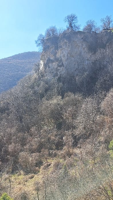The image displays a natural landscape situated in Piperkov Chiflik, Bulgaria. A prominent, light-grey rocky cliff face dominates the upper-mid section, exhibiting discernible vertical striations and some darker patches on its surface. The top of the cliff is populated by several bare, deciduous trees with intricate, leafless branches silhouetted against a clear, light blue sky. Below the cliff and extending downwards across the entire lower and mid portions of the frame is a dense forest of dormant, leafless deciduous trees and shrubs, presenting a textured appearance in shades of brown, grey, and faded green. To the left and receding into the background, another vegetated mountain slope, also covered in similar dormant trees, is visible under a slight atmospheric haze. No individuals, animals, human-made structures, specific actions, or interactions are present in the scene.