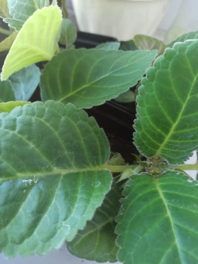 The image shows a close-up view of several green leaves of a plant. The leaves are textured with visible veins and a slightly fuzzy surface. Some leaves are a lighter green, suggesting new growth, while others are a deeper green. The background is blurred, showing hints of a light-colored pot and dark foliage. The scene appears to be indoors, possibly on a windowsill. There is no indication of the city of Promyshlennaya, Russia, or any specific location within a city. The image focuses solely on the plant's foliage.