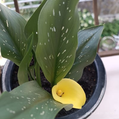 A close-up shot captures a potted calla lily plant with a single yellow bloom. The plant has large, dark green, speckled leaves. The bloom is trumpet-shaped and bright yellow, with a central yellow spadix. The plant is in a dark pot filled with soil. In the background, out-of-focus greenery and structures suggest an outdoor setting, possibly a balcony or patio. A timestamp "08.07.2026 08:53" is visible in the bottom right corner. No people or specific urban features are discernible. The location is identified as Dagomys, Russia, though there are no visual elements in the image to confirm this specific geographical placement.