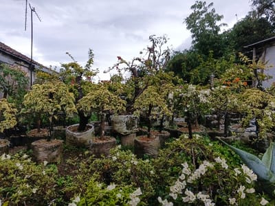 The image depicts an outdoor plant nursery or garden located in Pea Reang District, Cambodia, under an overcast sky. The ground consists of exposed dark soil interspersed with green ground cover and white-flowering plants, with a large blue-green agave plant visible in the lower right. The central and foreground areas are densely populated with numerous potted bougainvillea plants. These plants exhibit variegated foliage, displaying both green and cream-colored leaves, with various specimens bearing white, red, and orange blossoms. The bougainvillea plants are contained in a mix of grey concrete-like pots and fibrous sack planters. In the left background, a building with an orange tiled roofline and a tall, slender dark antenna mast is visible. The right background features dense green tree foliage and a partial view of a light-colored building structure. No individuals or active interactions are present within the scene.