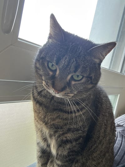 A grey and brown striped tabby cat with striking green eyes is the central subject of this close-up, low-angle shot. The cat's head is tilted slightly, and its gaze is directed intently towards the viewer. Prominent white whiskers extend from its muzzle. The cat's fur shows distinct tabby markings.
The setting appears to be indoors, with the cat positioned near or on a window. Bright, diffused light streams in from the background, suggesting daytime. Portions of a white window frame are visible, particularly in the top left and bottom right sections of the image. To the lower right, a fine mesh screen, consistent with a window screen, can be seen. In the upper right corner, a small section of grey, ribbed fabric, possibly a knitted garment or upholstery, is visible, suggesting the cat might be resting on a lap or piece of furniture. The cat's expression conveys alertness and curiosity. There is no visible text.