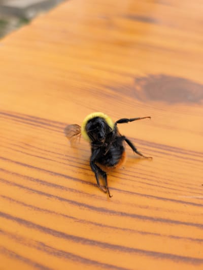 A bumblebee, characterized by its black and yellow fuzzy body, is positioned centrally on a wooden surface. The bee is tilted, with its legs and wings visible. The wooden surface exhibits a prominent grain pattern with alternating light and dark brown stripes. The background is blurred and out of focus, showing hints of greenery and suggesting an outdoor environment. The image captures a close-up view of the insect on the textured wood. The scene does not provide any information related to the city of Panamik, India.