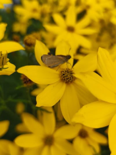 A close-up, eye-level shot captures a small, light brown butterfly resting on the center of a bright yellow flower. The butterfly's wings are slightly raised and its body is visible. The flower's petals are pointed and slightly curved. The background is filled with more yellow flowers, some in focus and some blurred, along with dark green foliage. The lighting is natural, suggesting an outdoor environment. The image was taken in Triberg im Schwarzwald, Germany.