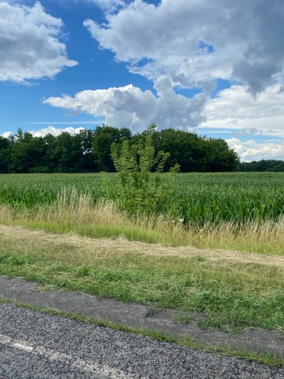 The image depicts a rural landscape in Okhinky, Ukraine. A vast field of green corn stalks dominates the middle ground, stretching towards a dense line of dark green trees bordering the horizon. In the foreground, a strip of dry, light brown grass lies parallel to a paved road with a white line marking its edge. The sky above is a vibrant blue, punctuated by large, fluffy white clouds with some darker grey undersides, suggesting a partly cloudy day. The overall scene conveys a sense of agricultural activity and natural beauty.