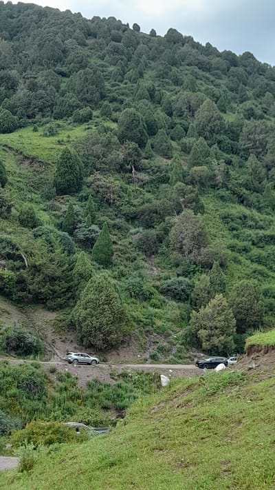 This media file depicts a steep, heavily forested mountainside with a narrow, unpaved road running along its edge. The scene is dominated by lush green vegetation, with dense trees covering the slope and grass lining the roadside. Several vehicles are visible parked or partially on the road, suggesting a stop or a potential accident. One silver car is seen further up the road, while another car, partially obscured by greenery, is visible closer to the bottom of the frame. The overall setting appears to be a remote, natural landscape. The lighting suggests it is daytime, and the overcast sky implies potentially cloudy weather. The image does not contain any visible text. The context provided indicates this location is Kashka Suu, Kyrgyzstan.