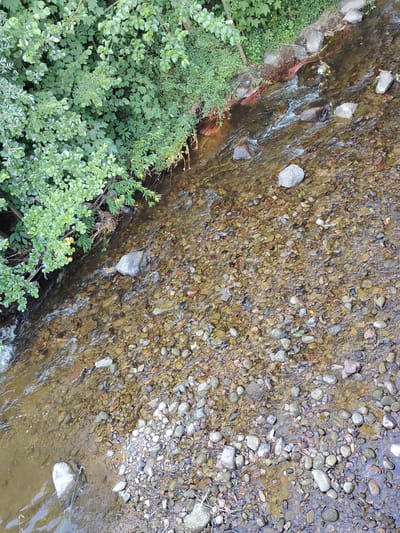 This media file captures an overhead view of a shallow, rocky stream with lush green foliage bordering its left bank. The water is clear, allowing a detailed view of the diverse array of smooth, rounded pebbles and stones that form the stream bed. The water's surface reflects the surrounding greenery and the sky, creating shimmering patterns.
On the left side of the image, dense green bushes and trees overhang the water, their leaves a vibrant testament to the daytime setting. Some branches extend into the water, their tips submerged. The stream itself appears to be flowing gently over the rocks, with small ripples and areas of whitewater indicating shallow currents.
The stream bank on the right is also rocky, with larger stones interspersed among the smaller ones. There are some hints of red sediment along the bank, possibly from mineral deposits or soil runoff. Small amounts of debris, such as twigs and leaves, are visible both in the water and on the banks.
The overall impression is of a serene natural environment. The clear water, abundant vegetation, and the gentle flow of the stream suggest a peaceful, undisturbed location, likely in a woodland or park area. The lighting indicates it is daytime, with diffused sunlight, suggesting perhaps a slightly overcast or shaded day, consistent with a forest setting. There are no people or artificial objects visible, reinforcing the natural, untouched feel of the scene. The location context of Achern, Germany, places this scene in a European setting, likely within a temperate climate zone.