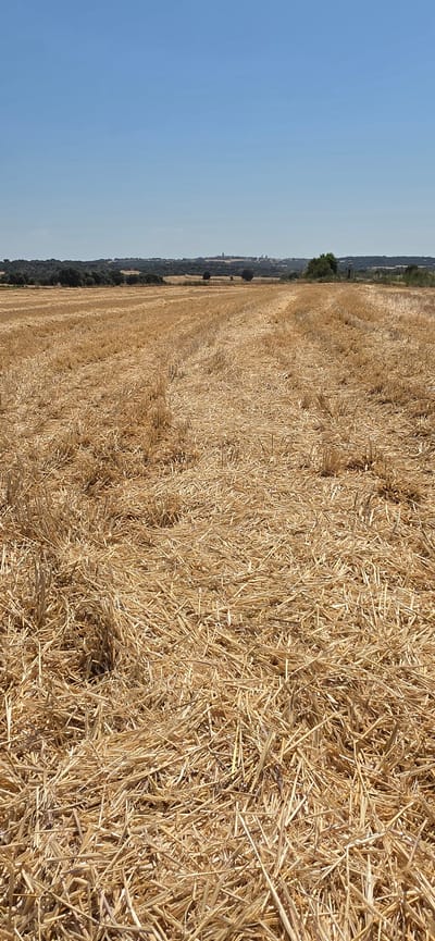 This media file depicts a harvested wheat field under a clear blue sky. The ground is covered in golden straw, laid out in rows from the harvesting process. In the distance, a treeline borders the field, with a few scattered trees in the middle ground. Beyond the trees, a town or village is visible, with buildings and a church spire. The scene suggests a rural setting in Angüés, Spain, likely during the late summer or early autumn, after the wheat has been harvested. The lighting indicates it is daytime, with the sun casting shadows. There are no people or animals visible in the image, and no text is present.