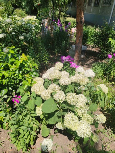The image depicts a sunlit garden area with lush green foliage and blooming white hydrangeas in the foreground. In the background, a tree with rough bark stands next to a building with multiple windows. Various flowering plants, including pink phlox, add splashes of color to the scene. The ground is covered with soil and some dried leaves. The overall impression is of a well-maintained outdoor space, likely part of a residential or public area in Loris, Russia. There are no people or animals visible in the image.