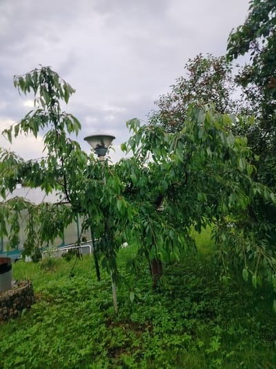 The image depicts an outdoor scene with lush green vegetation under a cloudy sky. In the foreground, a tree with drooping branches and green leaves dominates the view. A lamppost with a white conical shade is visible behind the tree, partially obscured by its foliage. Further in the background, a greenhouse or similar structure with a transparent roof and green framing is present. The ground is covered in dense green grass and smaller plants. To the left, a portion of a cylindrical object and a low stone structure are visible. The overall setting appears to be a garden or rural area. The image was taken in the Dzyeshchanskі sel'ski Save't, Belarus.