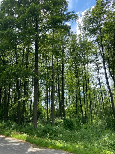 This media file depicts a serene forest scene in Salonski Rural Council, Belarus. The image is oriented vertically, showcasing a dense forest with tall trees whose branches and leaves form a canopy that filters the sunlight. Glimpses of a blue sky with scattered white clouds are visible through the foliage.
The forest floor is covered with lush green vegetation, including grass and other plants, indicating a thriving natural environment. A paved road or path runs along the right side of the image, bordered by the dense greenery, suggesting the edge of the forest or a trail within it. The sunlight creates dappled shadows on the path and highlights the textures of the leaves and tree trunks.
The overall impression is one of a peaceful, natural setting, likely during daytime under fair weather conditions. There are no people or animals visible in the image, and no text is present. The scene evokes a sense of tranquility and immersion in nature.