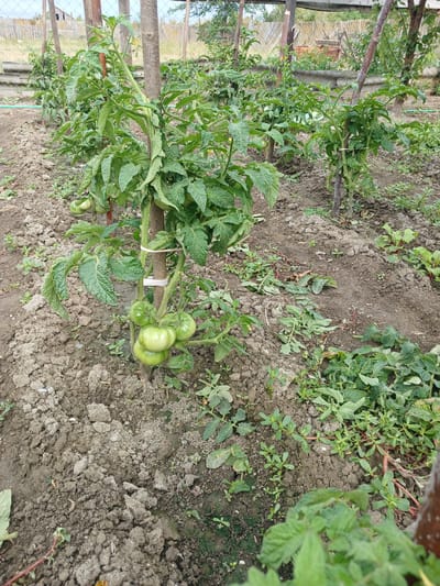 In Novaya Kosa, Russia, an outdoor garden scene unfolds with rows of young tomato plants, supported by wooden stakes. The plants are lush green, with several clusters of unripe, green tomatoes visible on the stalks. The soil appears dry and rough, with scattered leaves and some smaller weeds growing amongst the tomato plants. In the background, a weathered wooden fence and a chain-link fence suggest the boundary of the property. The overall impression is that of a home vegetable garden in its growing season, likely during the summer months.