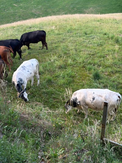 In a verdant, rolling pasture in Ufhusen, Switzerland, a group of cattle graze. Two black cows are positioned in the upper left quadrant of the image. To their right, a brown calf with its hindquarters visible is also present. In the mid-ground, a white cow with distinct black markings, facing left and grazing, is depicted. Further to the right and slightly behind, another white cow with black splotches is also grazing. The landscape is characterized by lush green grass with patches of taller, dry grass interspersed. A weathered wooden fence post stands in the lower right corner of the frame, indicating the boundary of the pasture. The overall scene is one of rural tranquility.