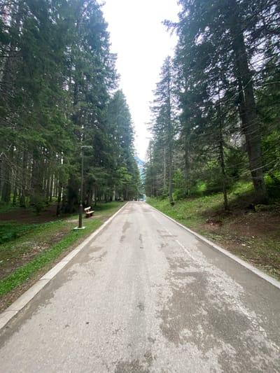 The image depicts a paved road or path winding through a dense evergreen forest, likely in Pitomine, Montenegro. The perspective is taken from ground level, looking down the straight stretch of the road as it recedes into the distance.
The road surface is asphalt, mottled with wet patches, suggesting recent rain or high humidity. A faint, worn white dashed line runs down the center of the road. On the right side, a concrete curb neatly separates the paved surface from a narrow strip of green grass and dirt. Within this grassy verge, a simple wooden bench and a modern street lamp with a dark pole are visible, indicating this is a maintained recreational area or quiet road.
Dense coniferous trees, such as spruces or pines, line both sides of the path, creating a tunnel-like effect with their tall trunks and thick green canopies. The forest floor appears shaded and covered with fallen needles and undergrowth. Above the tree line, a bright, overcast sky is visible, suggesting daytime conditions without direct sunlight. In the far distance, beyond the trees, faint blue forms hint at distant mountains or hills, characteristic of the Montenegrin landscape.
The scene conveys a peaceful and natural atmosphere, with no people or specific activities depicted. There is no visible text in the image.