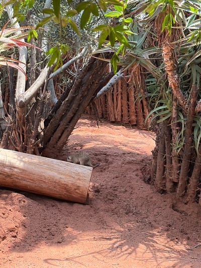 The image shows a patch of dry, reddish-brown soil near what appears to be a stack of dried branches. A wooden log lies on the soil. The head of a gray tabby cat is visible, partially obscured by the log and the soil bank, suggesting the cat is either hiding or lying in a concealed space. The setting includes greenery, possibly aloe plants, visible in the background and foreground. The location is potentially San Pedro Zacachimalpa, Mexico, as requested in the prompt.