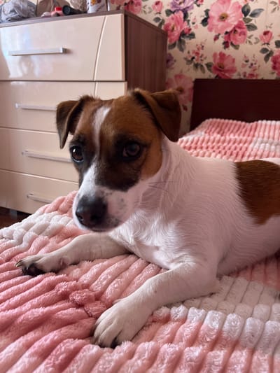 The image shows a Jack Russell Terrier lying on a pink and white fluffy blanket. The dog is facing the camera with its head tilted. Its eyes are brown and it has brown and white fur. The dog's ears are partially visible, one is brown and the other is mostly hidden. Behind the dog, there is a wall with floral wallpaper featuring pink and purple flowers. To the left of the dog, a light-colored cabinet with two doors and silver handles is visible. The overall setting appears to be indoors, possibly a bedroom, in a location context of совхоза "Россия", Russia. The lighting suggests it is daytime. The dog's expression is curious or alert. There is no visible text in the image.