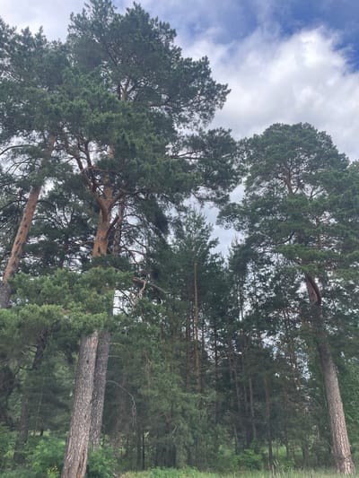 The image depicts a dense pine forest in Vasilevka, Russia, viewed from a low upward angle. Tall coniferous trees dominate the frame, featuring textured, light brown to reddish-brown trunks and a thick canopy of dark green, needle-like foliage. The sky is visible through and above the tree branches, showing a mix of blue patches and scattered white cumulus clouds. In the foreground, particularly towards the bottom, there is an undergrowth of green shrubs, grasses, and smaller plants. No individuals, animals, or man-made objects are present. The lighting indicates daytime, with natural illumination diffused by cloud cover and filtered through the tree canopy.