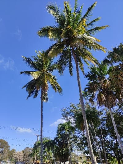 The image displays an outdoor scene in Ciego de Ávila, Cuba, dominated by tropical vegetation under a clear, bright blue sky with minimal scattered white clouds. Two exceptionally tall palm trees, exhibiting slender grey trunks and crowns of green and yellow-green fronds, are centrally positioned and extend vertically through the frame. Several other palm trees and various deciduous trees, with green and lighter-toned foliage, populate the mid-ground and background, partially obscuring the lower half of the view. A segment of utility lines with a visible utility pole is present in the lower-left quadrant. Faintly visible, light-colored buildings are discernible behind the trees in the background, primarily to the right. The scene is illuminated by natural daylight. No human figures, animals, or specific actions are visible.