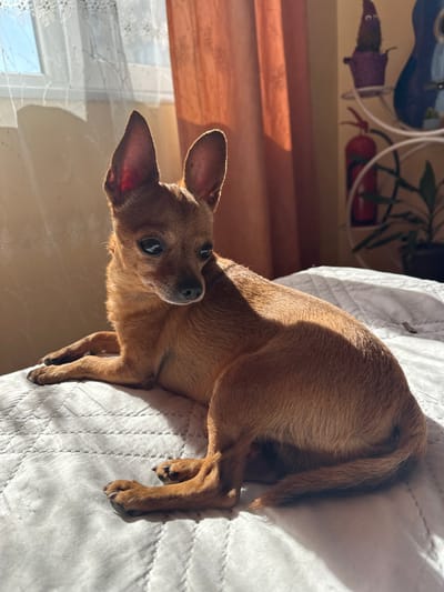 A brown, short-haired dog is lying on a white, textured bedspread. The dog is positioned with its head near the left side of the frame and its hindquarters towards the upper right. Sunlight illuminates the dog and bedspread, creating shadows. In the background, a window with partially visible objects is visible. The location is Kalipetrovo, Bulgaria.